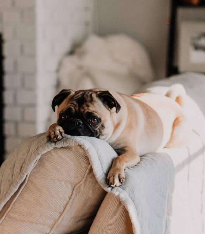 pug laying on couch